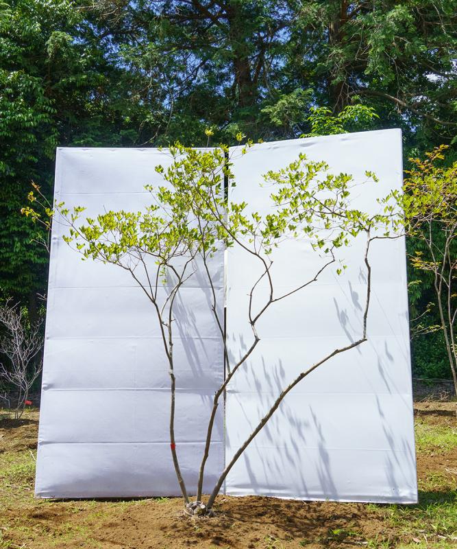 cyta53-29【山採り】ヤマツツジ　高さ1.9ｍ程度　不在置き了承商品