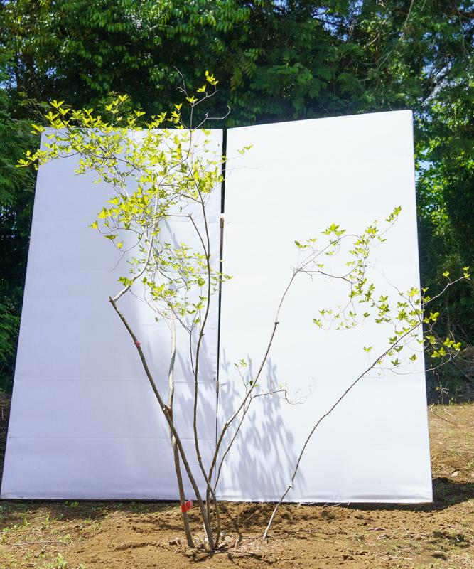 cyta60-20【山採り】ヤマツツジ　高さ2.0ｍ程度　不在置き了承商品