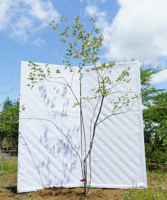cyta90-24【山採り】ヤマツツジ　高さ2.4ｍ程度　不在置き了承商品