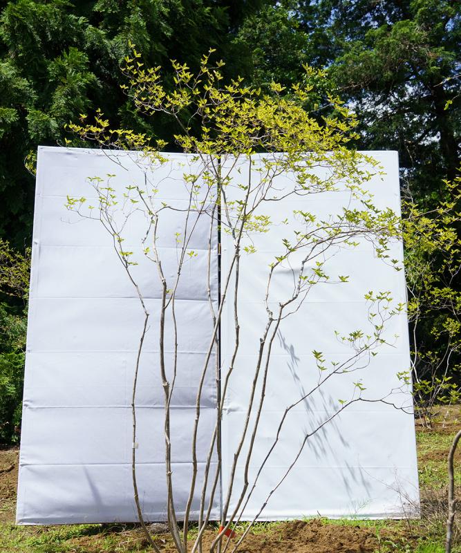 cyta95-21【山採り】ヤマツツジ　高さ2.1ｍ程度　不在置き了承商品