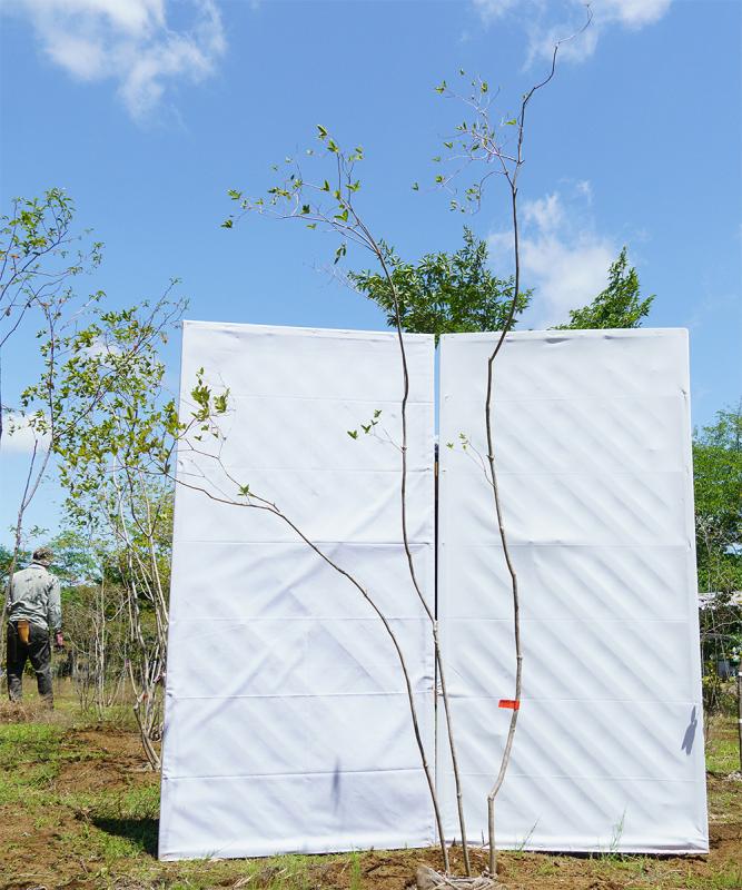 cyta123-24【山採り】ヤマツツジ　高さ2.4ｍ程度　不在置き了承商品