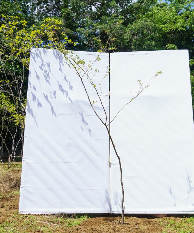 cntd104-20【山採り】ナツハゼ　高さ2.0m　不在置き了承商品