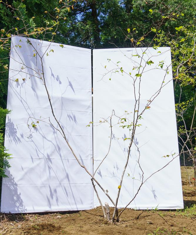 cntd106-20【山採り】ナツハゼ　高さ2.0m　不在置き了承商品