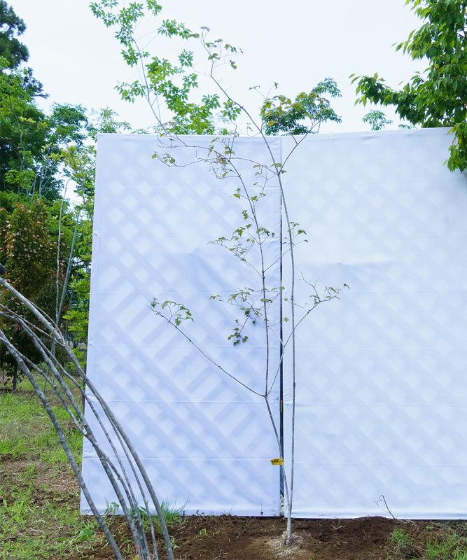 coyb25-20【山採り】オトコヨウゾメ　高さ2.0m　不在置き了承商品