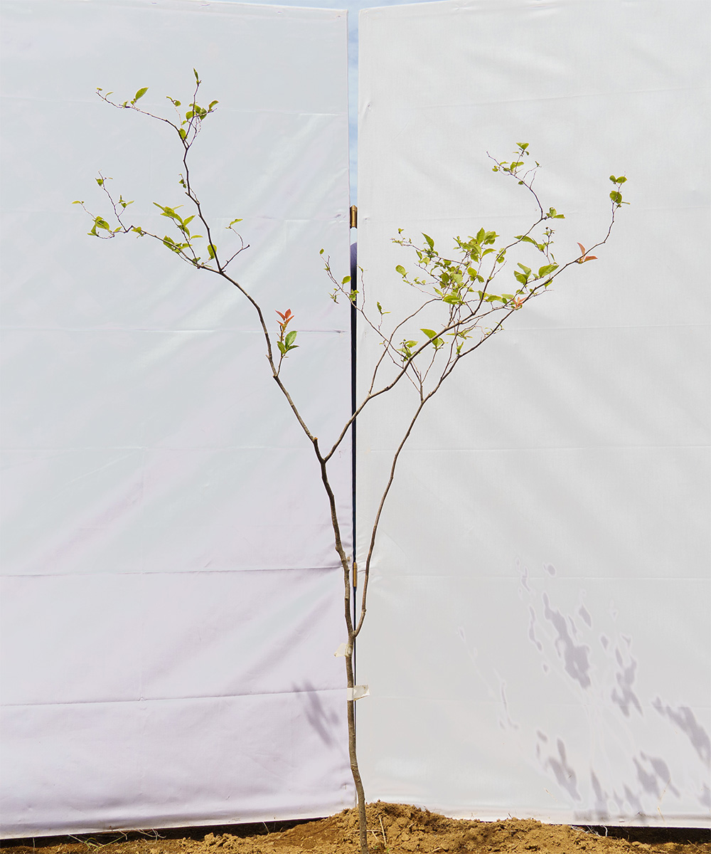 cntf101-12【山採り】ナツハゼ　高さ1.2m　不在置き了承商品