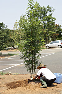 7.木姿を整える