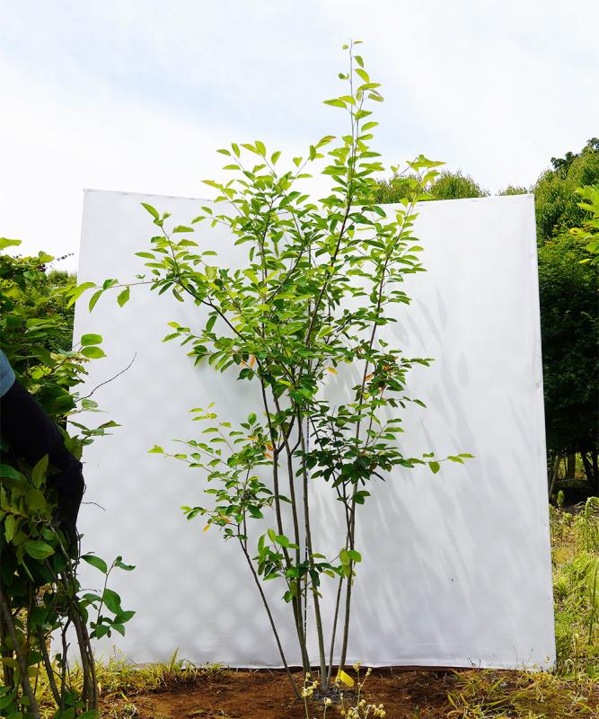 我が家の植栽】２年目の春。ジューンベリーとヤマモミジなど。 | dodomakase life