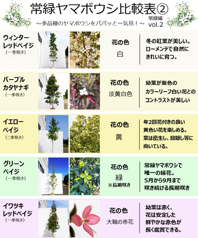 常緑ヤマボウシ スカイウェイハル 販売