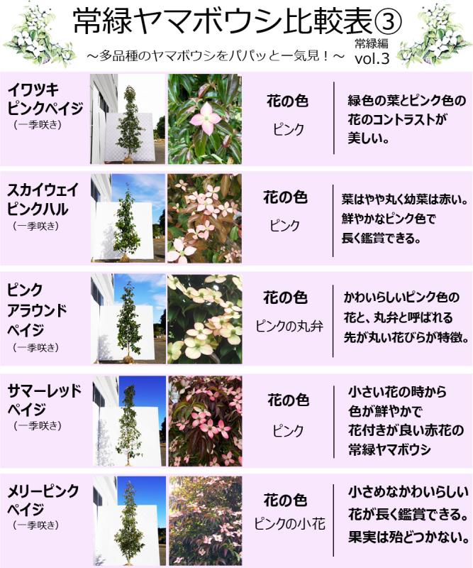 ヤマボウシ 株立ち 約2m 美樹形株 特大株 植木苗木大苗 山法師