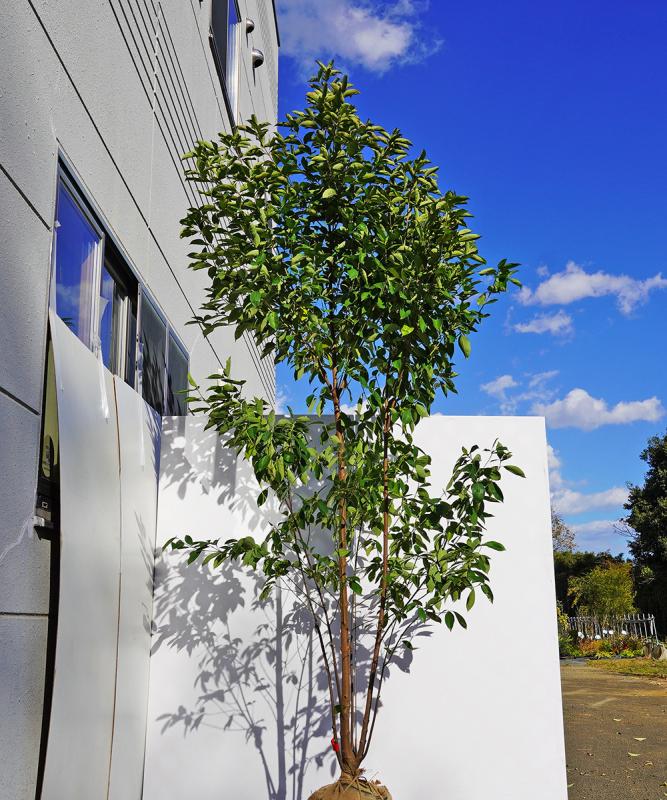 ヤマボウシ 株立ち ヤマボウシ株立ち3Dモデル/H3.0 | S-PLANTS