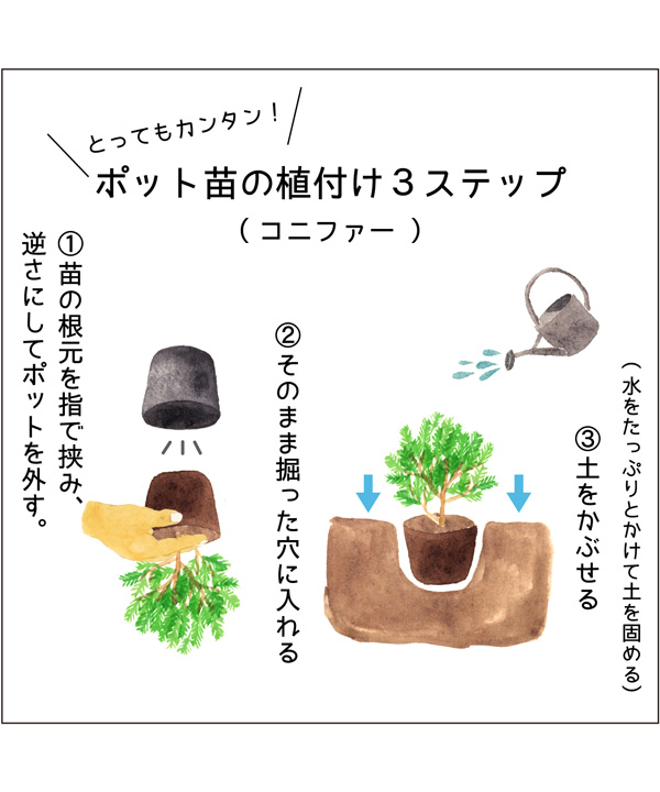 ゴールデンモップ コニファー販売 植木買うならグリーンロケット