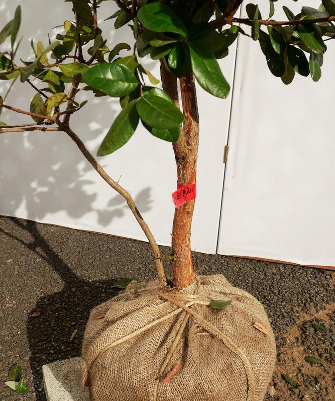 フェイジョア 販売
