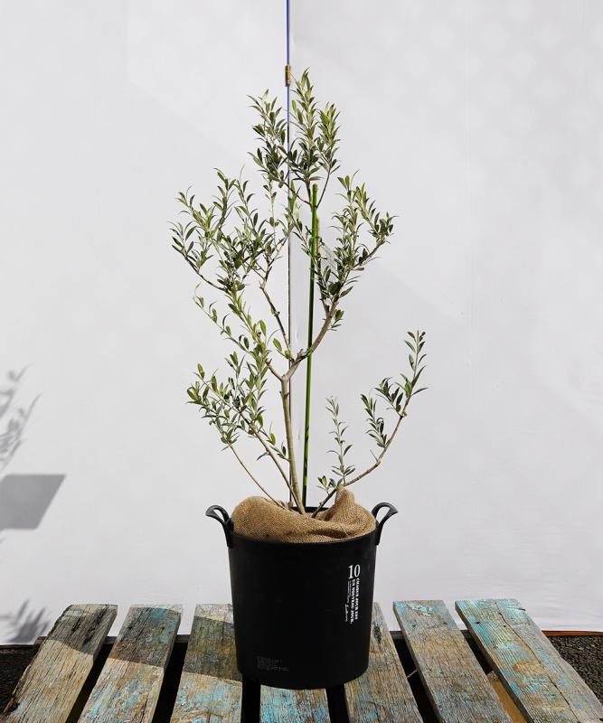 鉢植えオリーブ 販売 新築・開店祝いにも最適