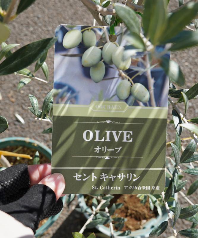 鉢植えオリーブ 販売 新築・開店祝いにも最適