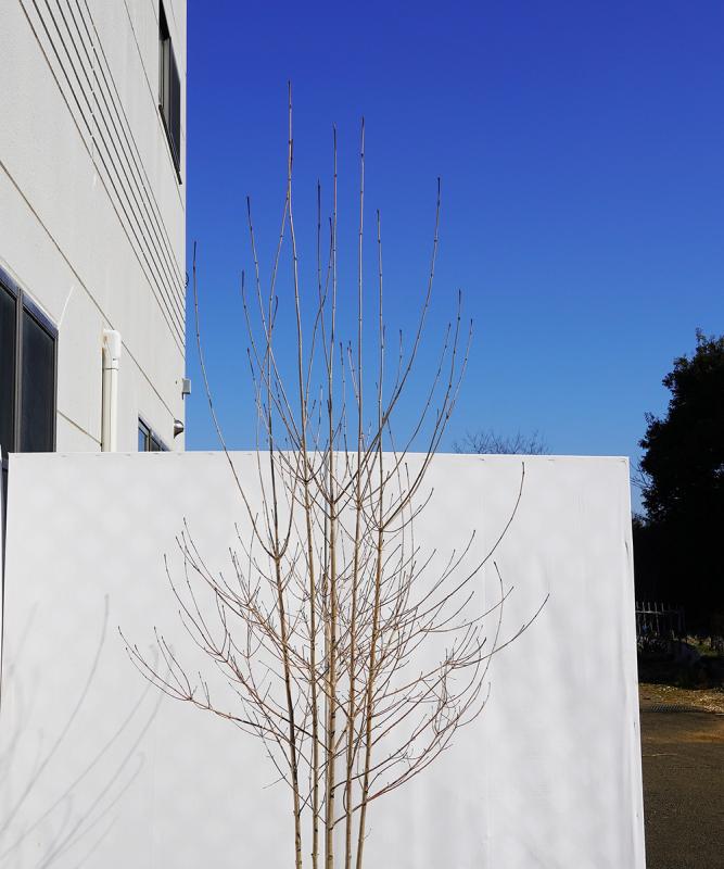 byba1-23 落葉ヤマボウシ 白花 本株立 高さ2.3m 不在置き了承商品