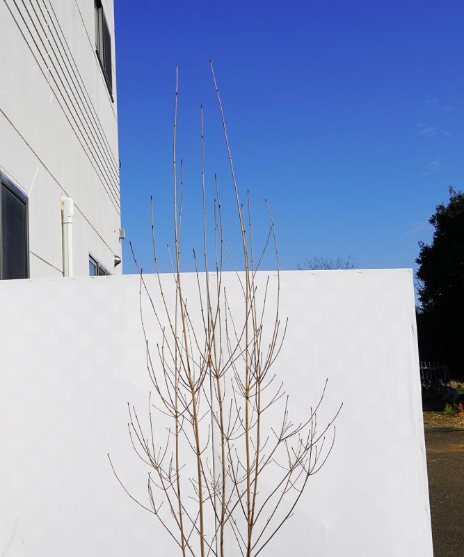 byba9-22 落葉ヤマボウシ 白花 本株立 高さ2.2m 不在置き了承商品