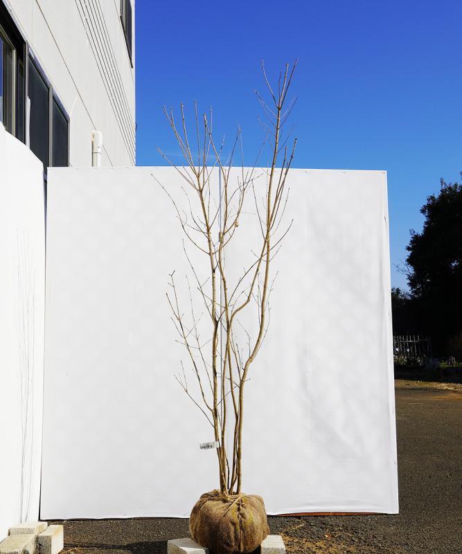 天然山採りアオダモ16 山採り アオダモ 16 （入荷情報, アオダモの新緑, 販売コーナー