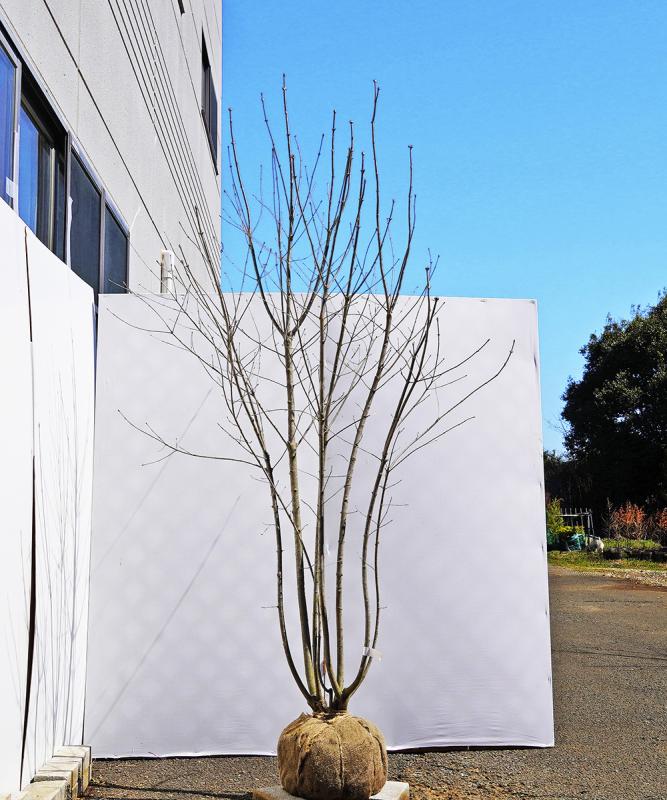 ☆ 植木 アオダモ 株立 中サイズ ☆