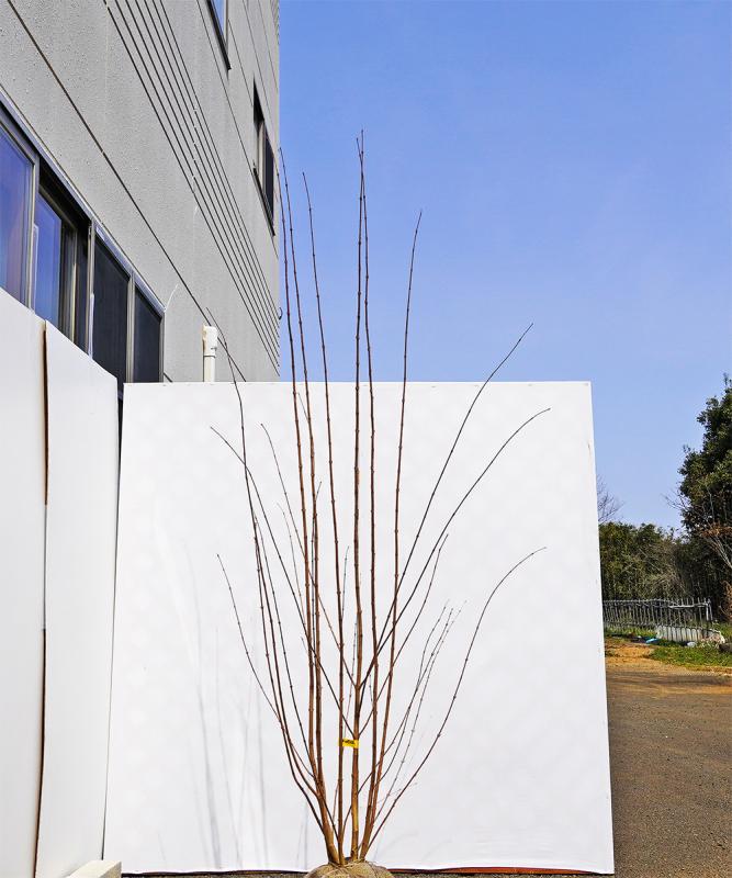 bkta5-22 カツラ本株立ち　2.2m　不在置き了承商品