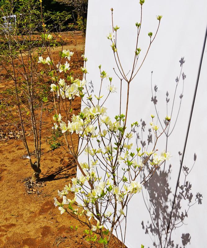 ヤマツツジ白花 販売