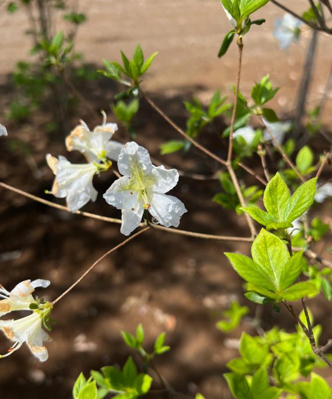 ヤマツツジ白花 販売