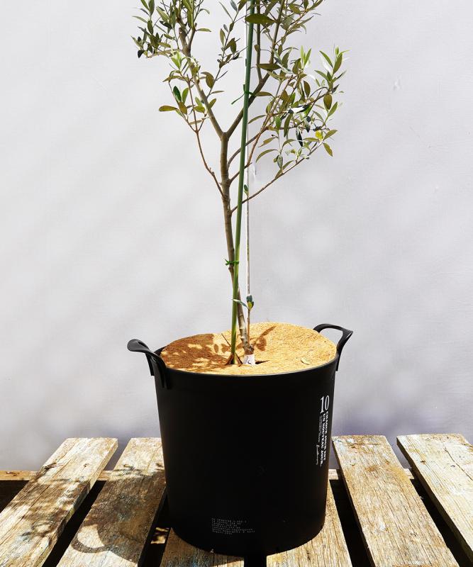 鉢植えオリーブ 販売 新築・開店祝いにも最適 鉢植えオリーブ 販売 新築・開店祝いにも最適