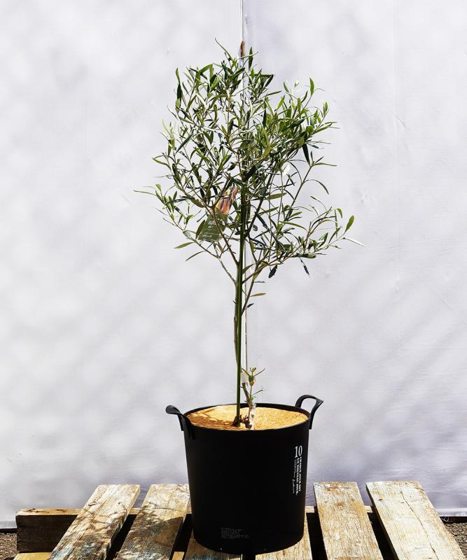 鉢植えオリーブ 販売 新築・開店祝いにも最適