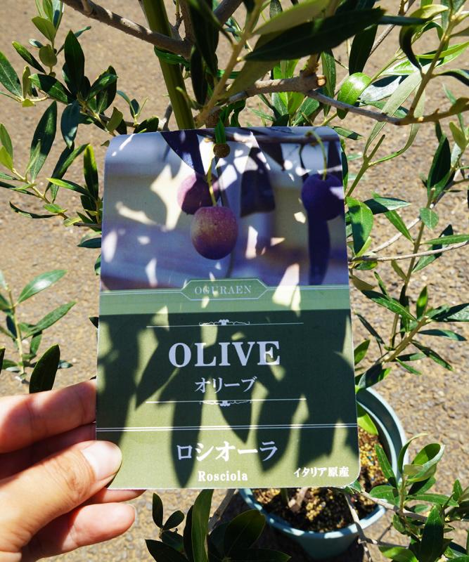 鉢植えオリーブ 販売 新築・開店祝いにも最適 鉢植えオリーブ 販売 新築・開店祝いにも最適