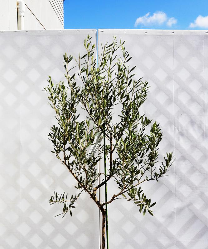 鉢植えオリーブ「バロウニ」 販売 新築・開店祝いにも最適 鉢植えオリーブ「バロウニ」 販売 新築・開店祝いにも最適