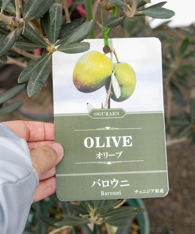 鉢植えオリーブ「バロウニ」 販売 新築・開店祝いにも最適