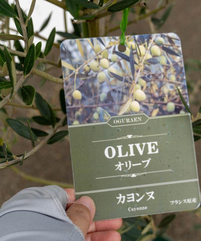 シンボルツリー 観葉植物：オリーブの木 カヨンヌ*8号 現品をお