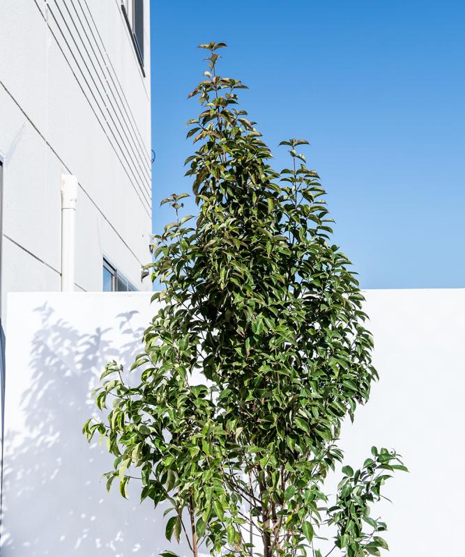 楽天市場】庭木（種類（植物）ヤマボウシ）（植木｜ガーデニング