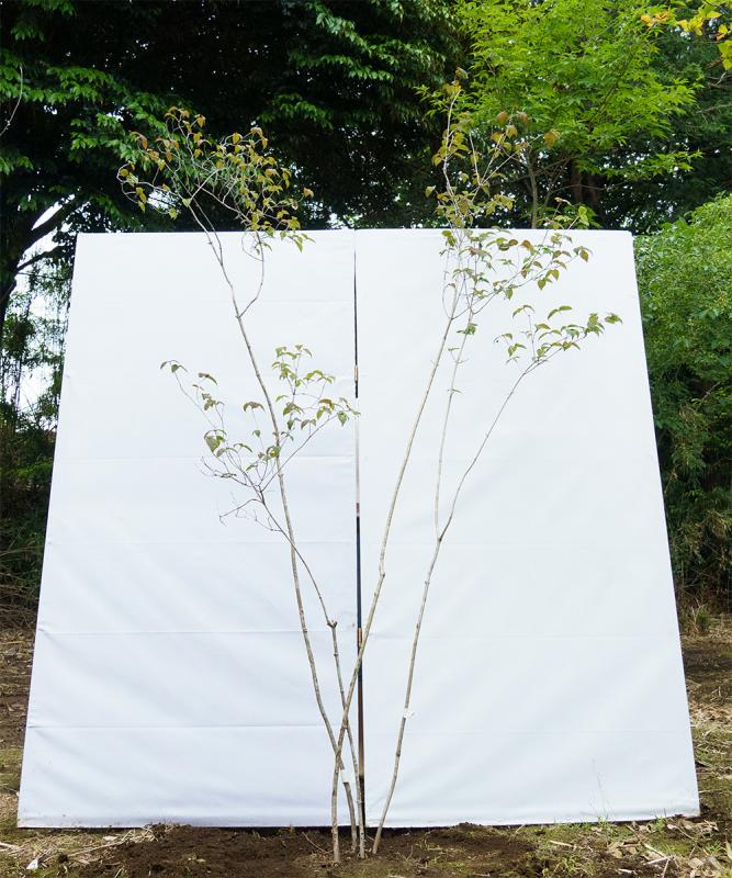 coya2-20【山採り】オトコヨウゾメ　高さ2.0m　不在置き了承商品