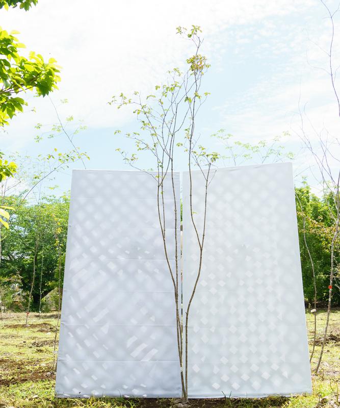 coya6-26【山採り】オトコヨウゾメ　高さ2.6m　不在置き了承商品