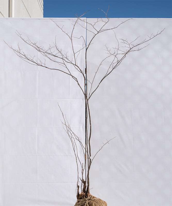 cntb2-14【山採り】ナツハゼ　高さ1.4m　不在置き了承商品