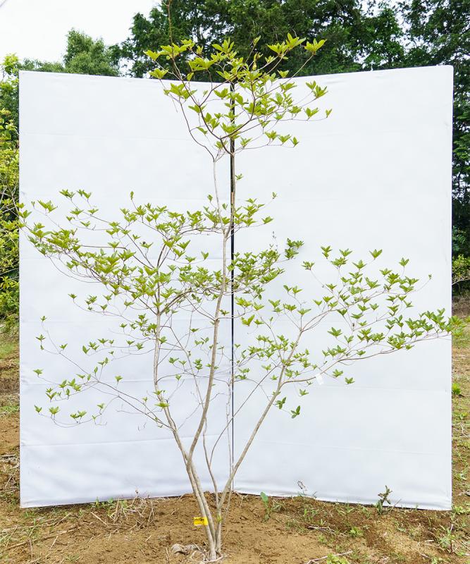 cytc30-17【山採り】ヤマツツジ　高さ1.7ｍ程度　不在置き了承商品