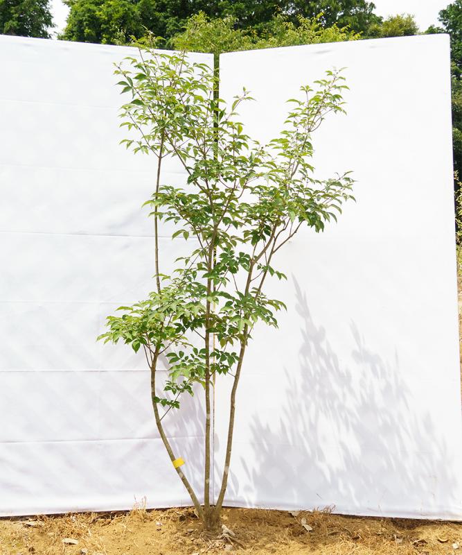 chde10-16【畑もの】アオダモ 株立　高さ1.6ｍ程度　不在置き了承商品