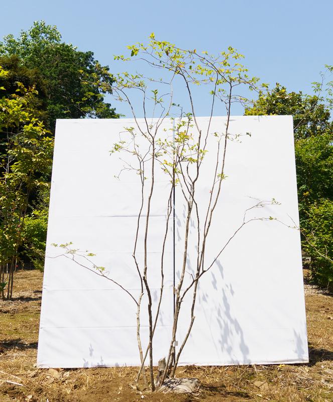 cntd23-20【山採り】ナツハゼ　高さ2.0m　不在置き了承商品