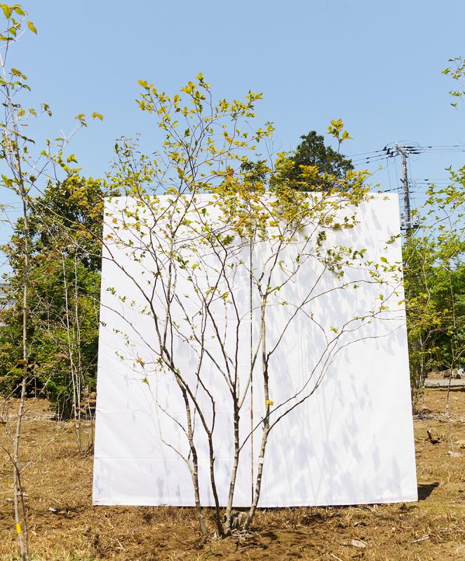 cntd35-19【山採り】ナツハゼ　高さ1.9m　不在置き了承商品