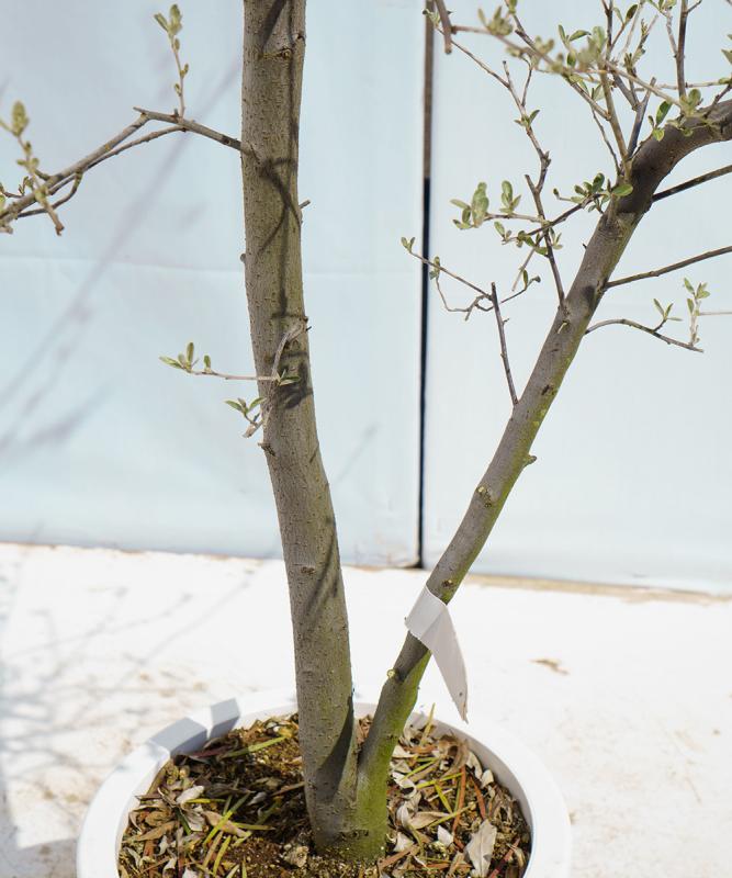 お得セット ロシアンオリーブ 販売 その他観葉植物