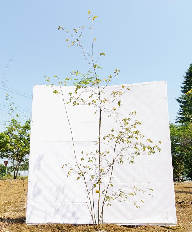 coyd6-23【山採り】オトコヨウゾメ　高さ2.3m　不在置き了承商品