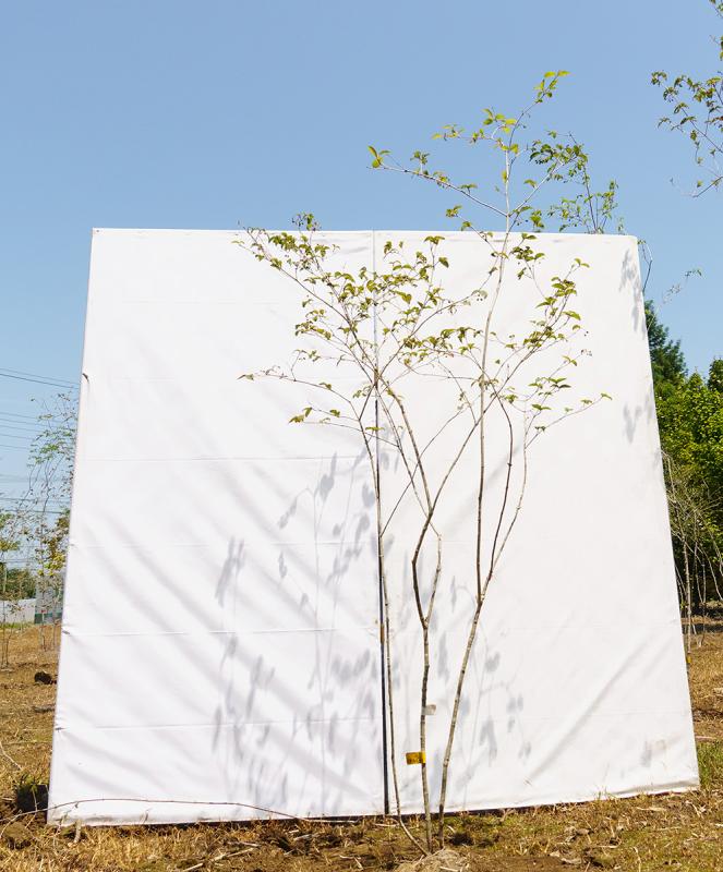 coyd24-21【山採り】オトコヨウゾメ　高さ2.1m　不在置き了承商品