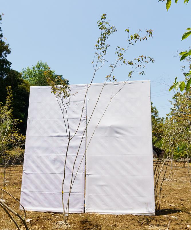 coyd39-24【山採り】オトコヨウゾメ　高さ2.4m　不在置き了承商品