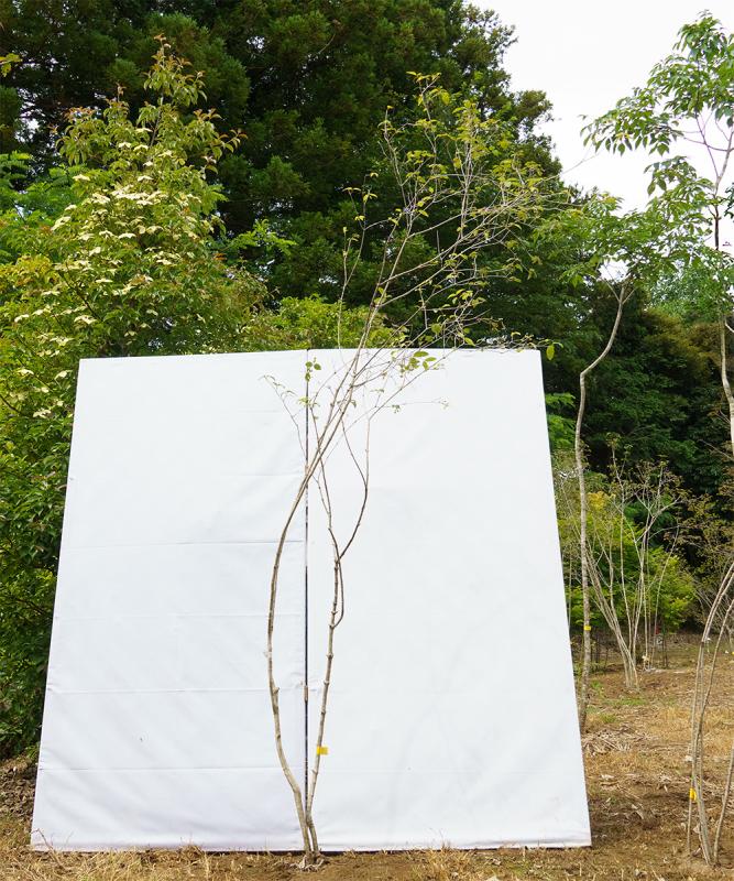 coyd50-27【山採り】オトコヨウゾメ　高さ2.7m　不在置き了承商品