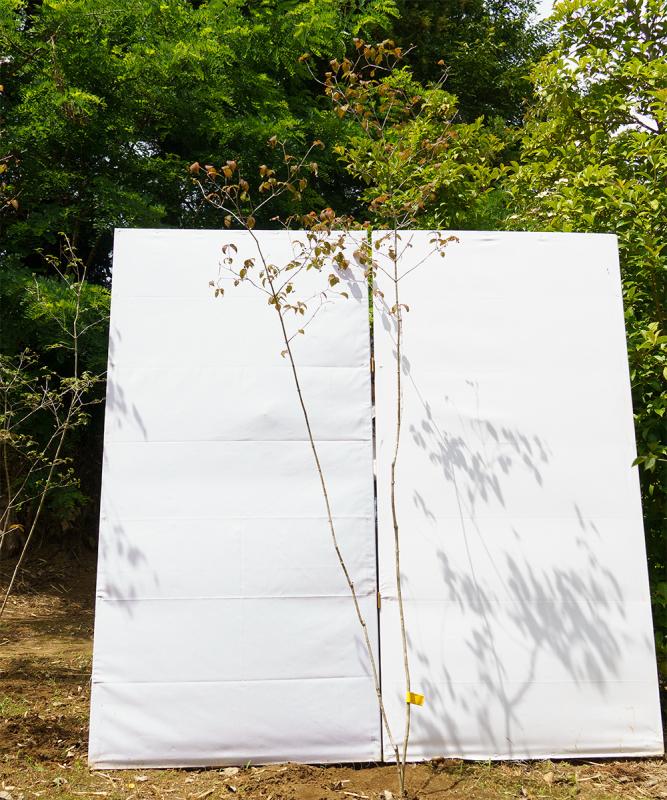 coyd62-22【山採り】オトコヨウゾメ　高さ2.2m　不在置き了承商品