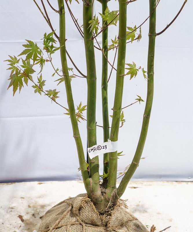 イロハモミジ・株立ち【現品】管理2242 【植木・苗木・庭木
