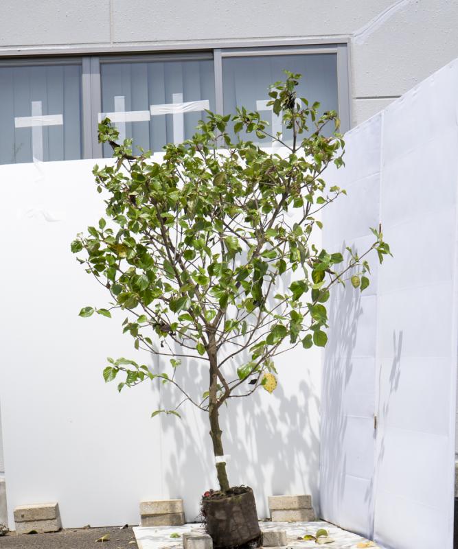 斑入りハクサンボク 6寸鉢植え