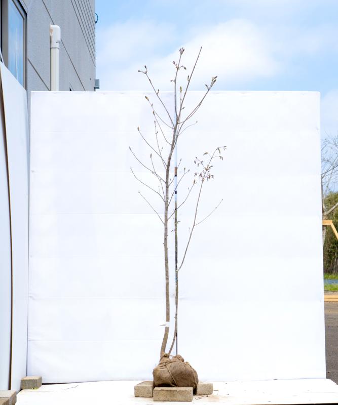 cado21-18【山採り】アオダモ 高さ1.8ｍ程度　不在置き了承商品