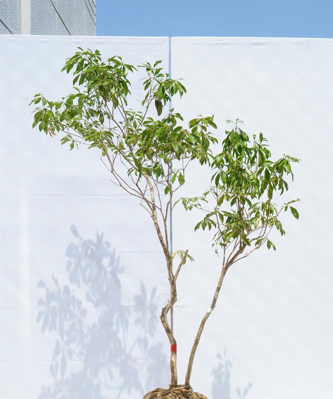 casb2-14【山採り】アセビ　高さ1.4ｍ程度　不在置き了承商品