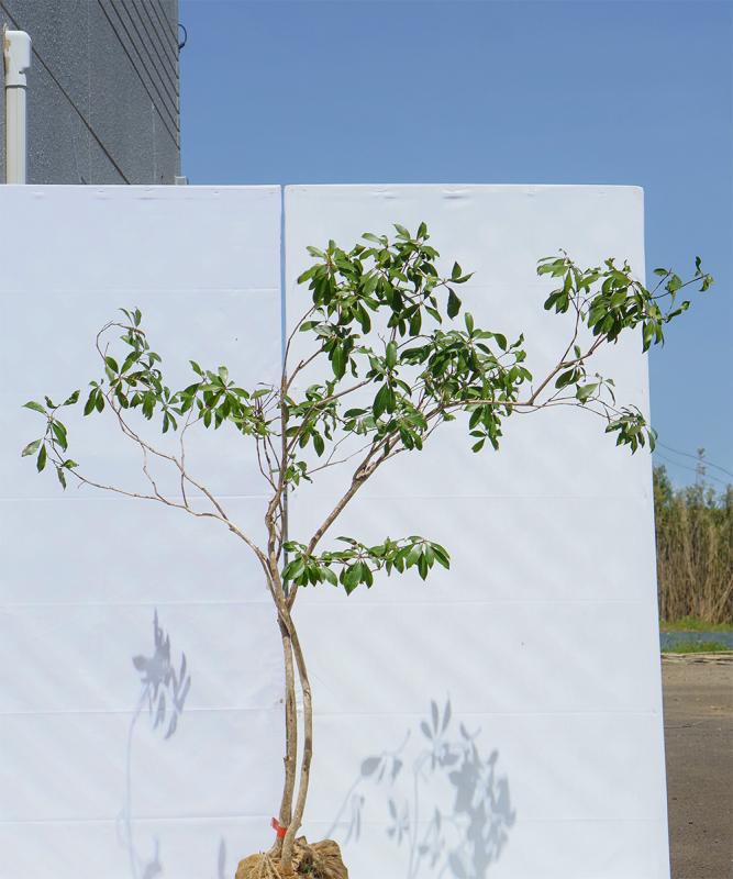casb3-14【山採り】アセビ　高さ1.4ｍ程度　不在置き了承商品